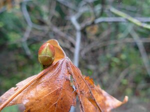 Acer macrophyllum Bud
